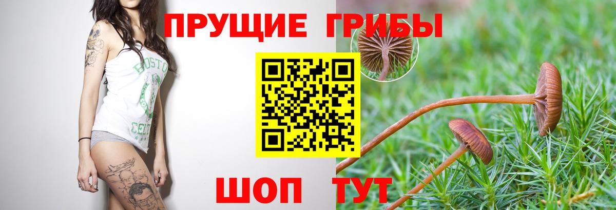 Псилоцибиновые грибы Psilocybe  Вход с VPN  Псилоцибиновые грибы GOLDEN TEACHER  Зерноград 